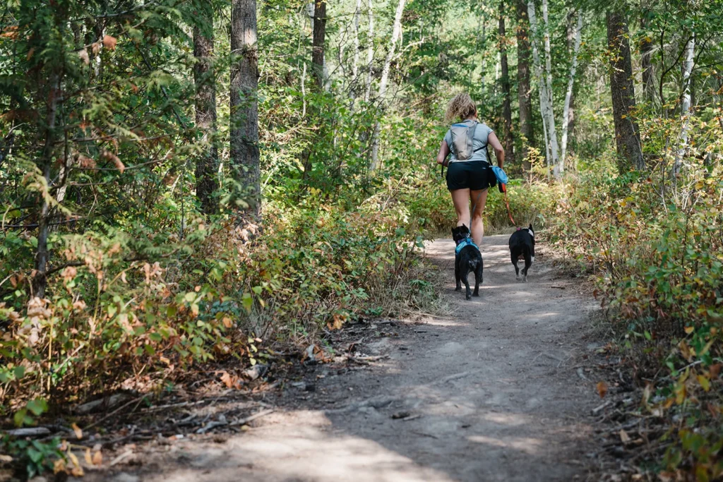 Forest trail walk with dogs
